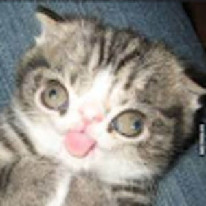 Meet your Posher, Allegra